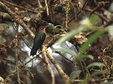 32_Kolibri, Monteverde